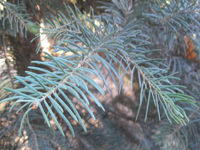 Abies concolor BD source