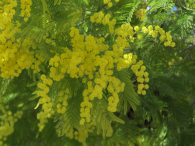 Acacia dealbata BD source