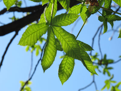 Aesculus carnea BD source