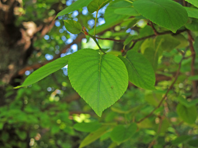 Alnus cordata BD source