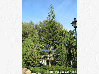 Araucaria columnaris BD source