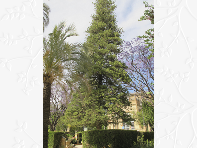 Araucaria cunninghami BD source